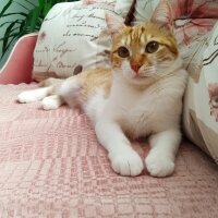 Sarman, Kedi  Minnoş fotoğrafı