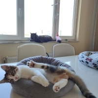 Tekir Kedi, Kedi  Gece fotoğrafı