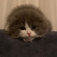 Scottish Fold, Kedi  gırgır (scottish long hair) fotoğrafı