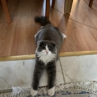 Scottish Fold, Kedi  gırgır (scottish long hair) fotoğrafı