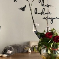 Scottish Fold, Kedi  gırgır (scottish long hair) fotoğrafı