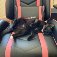 Tuxedo (Smokin) Kedi, Kedi  Zilli fotoğrafı