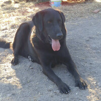 Labrador Retriever, Köpek  Paşa fotoğrafı