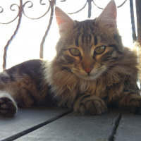 Tekir Kedi, Kedi  Aslan fotoğrafı