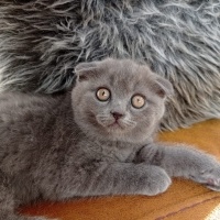 Scottish Fold, Kedi  Miniş fotoğrafı