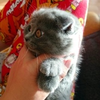 Scottish Fold, Kedi  Miniş fotoğrafı