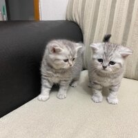 British Shorthair, Kedi  İsimsizler hâlâ fotoğrafı