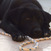 Labrador Retriever, Köpek  asil  fotoğrafı