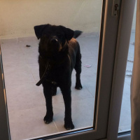 Labrador Retriever, Köpek  asil  fotoğrafı