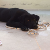 Labrador Retriever, Köpek  asil  fotoğrafı