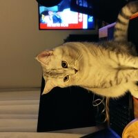 Scottish Fold, Kedi  Alex fotoğrafı