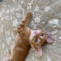 Sarman, Kedi  Şans fotoğrafı