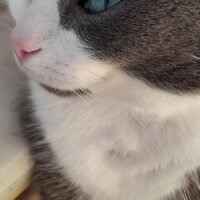 British Shorthair, Kedi  Duman fotoğrafı