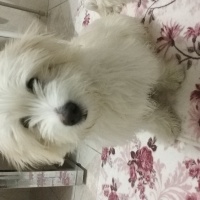 Maltese, Köpek  Bulut fotoğrafı