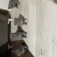 British Shorthair, Kedi  Minik fotoğrafı