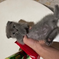 British Shorthair, Kedi  Minik fotoğrafı