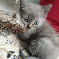 British Shorthair, Kedi  Minik fotoğrafı