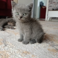 British Shorthair, Kedi  Minik fotoğrafı