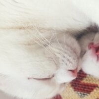 British Shorthair, Kedi  Sütlaç fotoğrafı