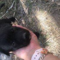 Border Terrier, Köpek  Junior fotoğrafı