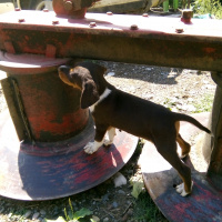 Pointer, Köpek  Çakır  fotoğrafı