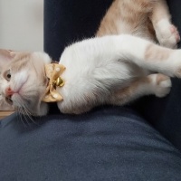 Tekir Kedi, Kedi  Zeus fotoğrafı