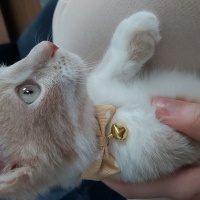 Tekir Kedi, Kedi  Zeus fotoğrafı