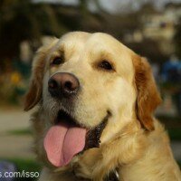 Golden Retriever, Köpek  Pak'o fotoğrafı