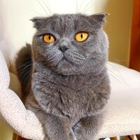 Scottish Fold, Kedi  Dora fotoğrafı