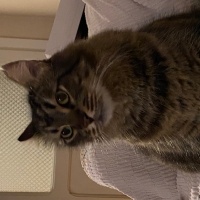 Tekir Kedi, Kedi  Tombik fotoğrafı