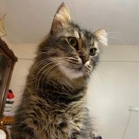 Tekir Kedi, Kedi  Tombik fotoğrafı