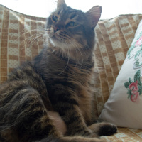 Tekir Kedi, Kedi  Tombik fotoğrafı