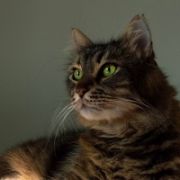 Tekir Kedi, Kedi  Tombik fotoğrafı