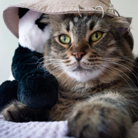 Tekir Kedi, Kedi  Tombik fotoğrafı