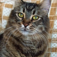 Tekir Kedi, Kedi  Tombik fotoğrafı