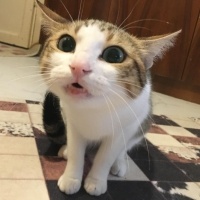 Tekir Kedi, Kedi  Mirket fotoğrafı