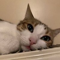 Tekir Kedi, Kedi  Mirket fotoğrafı