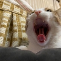 Tekir Kedi, Kedi  Mirket fotoğrafı
