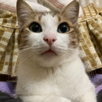 Tekir Kedi, Kedi  Mirket fotoğrafı