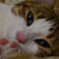 Tekir Kedi, Kedi  Mirket fotoğrafı