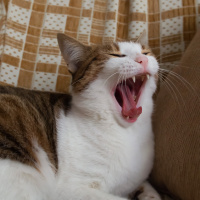 Tekir Kedi, Kedi  Mirket fotoğrafı