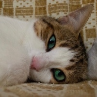 Tekir Kedi, Kedi  Mirket fotoğrafı