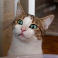 Tekir Kedi, Kedi  Mirket fotoğrafı