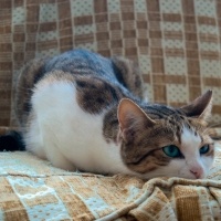 Tekir Kedi, Kedi  Mirket fotoğrafı