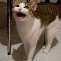 Tekir Kedi, Kedi  Mirket fotoğrafı
