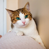 Tekir Kedi, Kedi  Mirket fotoğrafı