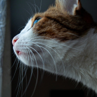 Tekir Kedi, Kedi  Mirket fotoğrafı