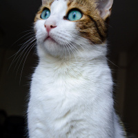 Tekir Kedi, Kedi  Mirket fotoğrafı
