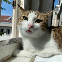 Tekir Kedi, Kedi  Mirket fotoğrafı