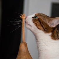 Tekir Kedi, Kedi  Mirket fotoğrafı